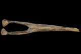 9.1" Hadrosaur Chevron Bone - Alberta (Disposition #000028-29) - #129790-3
